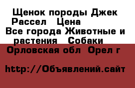 Щенок породы Джек Рассел › Цена ­ 50 000 - Все города Животные и растения » Собаки   . Орловская обл.,Орел г.